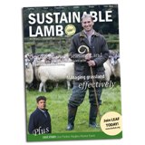 Lamb Supplement