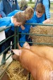School children check out the pigs